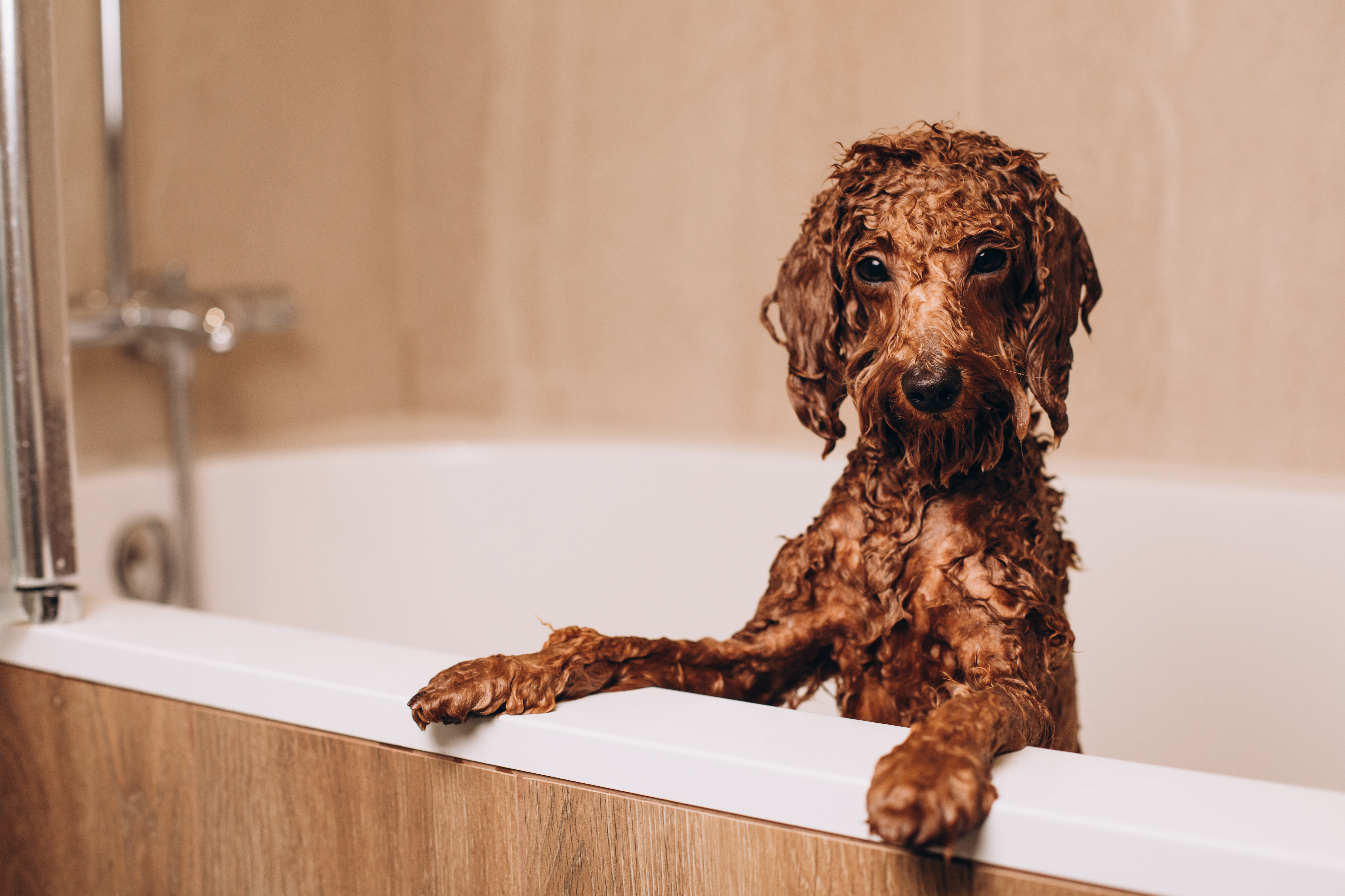 Bathing a Dog in a Home Environment